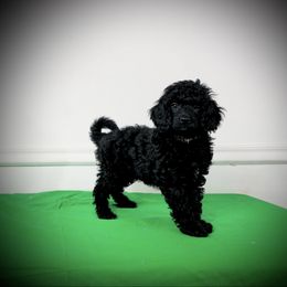 Pumpkin - Black male Poodle puppy in Plainfield, New Jersey from Caris Paws Poodles and Labradoodles