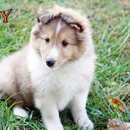 Pomsky, Rottweiler, Shetland Sheepdog, and Toy Shetland Sheepdog Puppies from Mountain High Kennels