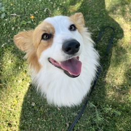 Rosie - Pembroke Welsh Corgi
