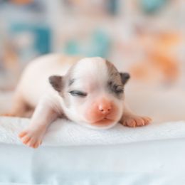 Chihuahua Puppies from Arizona Adventure Chihuahuas