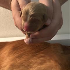 Kiryu - Red female Nova Scotia Duck Tolling Retriever puppy in Indiana from WyldeWater Tollers