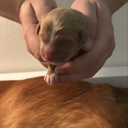 Kiryu - Red female Nova Scotia Duck Tolling Retriever puppy in Indiana from WyldeWater Tollers