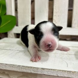 Dexter - Black tan and white male Biewer Terrier puppy in Winslow, Arkansas from Morning Glory Puppies