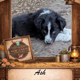 Ash - Black & white male Australian Shepherd puppy in Citra, Florida from AEW Farm