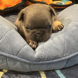 Gabby - Blue fawn female French Bulldog puppy in Neenah, Wisconsin from Mimosa Acres French Bulldogs LLC