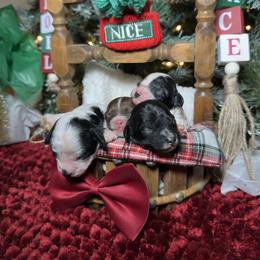 Cockapoo puppies from Rawls Lovely Little Tots