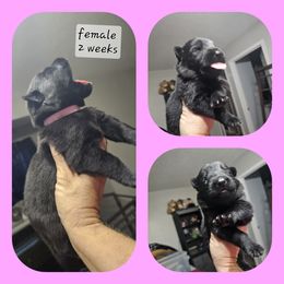 German Shepherd Puppies from Penley Shepherds