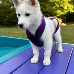 Siberian Husky Puppies from Pride Rock Siberians
