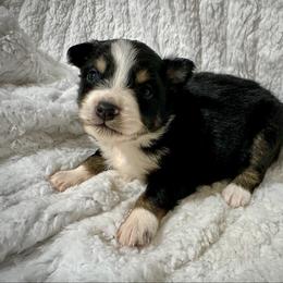 Tri male - Black tri male Miniature Australian Shepherd puppy in Lemon Cove, California from Magic Ranch Mini Aussies