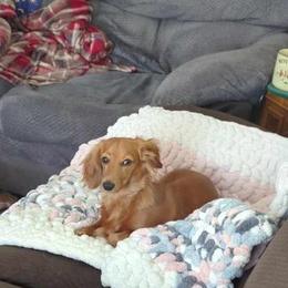 Dachshund All Grown Up from Mini Dots Mini Dachshunds