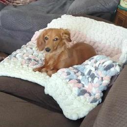Dachshund All Grown Up from Mini Dots Mini Dachshunds