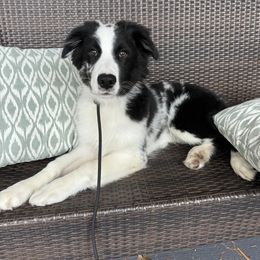 Australian Shepherd Puppies from JS Aussies