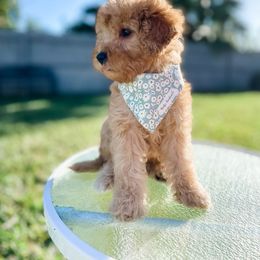 Bernedoodle and Goldendoodle Puppies from Florida Pumpkadoodles