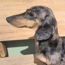 River - Dachshund