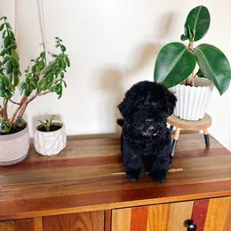 Jet - Black male Poodle puppy in Quakertown, Pennsylvania from Miniature Poodle Stud and Pups