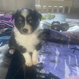 Girl 3 - Black tri-color Australian Shepherd puppy in Dothan, Alabama from Aussie Paws Trailblazers