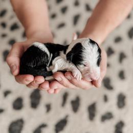 Fern. - Black and white female Sheepadoodle puppy in Wabash, Indiana from DOODCompany