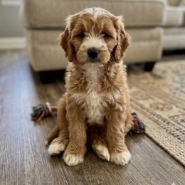 Girl 1 - Red female Cavapoo puppy in Youngsville, North Carolina from Blackberry Hill Doodles