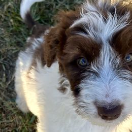 Aussiedoodles from Royal Conron Doodles