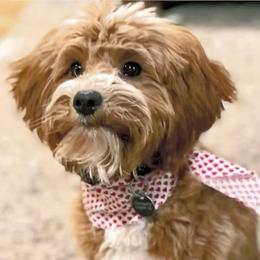 Ace - Goldendoodle
