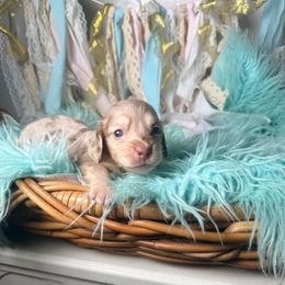 Adeline - Dapple female Dachshund puppy in New Albany, Mississippi from Double A. Doxies