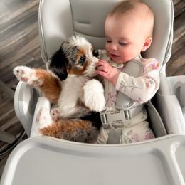 Aussiedoodle and Goldendoodle Puppies from Montana Raised Doodles