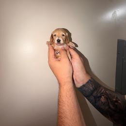 Orange - Piebald female Dachshund puppy in Plantation, Florida from Lovelaced Pups