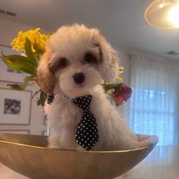 Male 1 - White male Cavapoo puppy in Sacramento County, California from Sac-Town Poodles and Doodles