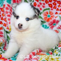 Alisson - Black and white female Pomsky puppy in Centerville, Iowa from LJ Kennels Pomskies, LLC
