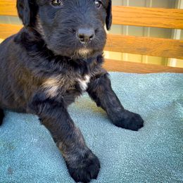 Bernedoodle and Siberian Husky Puppies from Timberline Paws