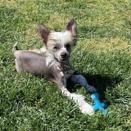 Theo - Slate male Chinese Crested puppy in Springfield, Oregon from Rose’s Chinese Cresteds