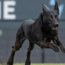 Belgian Malinois and Dutch Shepherds from Cavalier K9