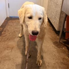 Juliet - White female Maremma Sheepdog puppy in Kings County, California from Prancing Pony Farm Maremma Sheepdogs