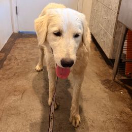Juliet - White female Maremma Sheepdog puppy in Kings County, California from Prancing Pony Farm Maremma Sheepdogs