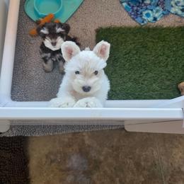 Batman - White male Miniature Schnauzer puppy in Indianola, Utah from Mlee puppies