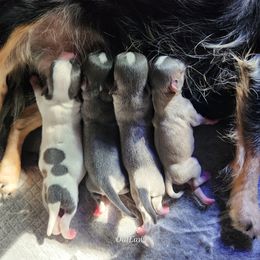 Chihuahua Puppies from OutLaw Chihuahua's