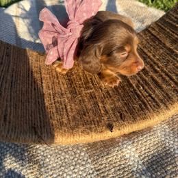 Chocolate and tan longhair female - Chocolate and tan female Dachshund puppy in Manteca, California from Sweet and Low Dachshunds