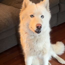 Siberian Husky puppies from Keira Ieleen Husky Kennel