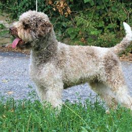Lagotto Romagnolo Puppies from Northwest Lagotto