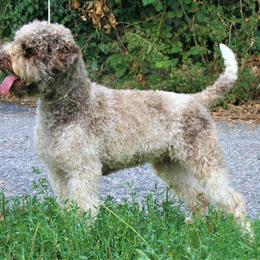 Lagotto Romagnolo Puppies from Northwest Lagotto