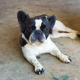 Cookie - French Bulldog