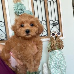 Male- Red Collar - Red male Maltipoo puppy in Southern,, California from Maltipoo Tiny Pups & More