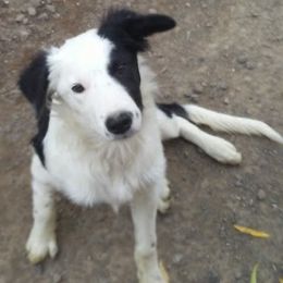Border Collies from Glog Collies