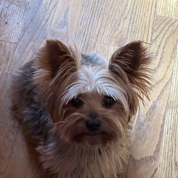 Luna - Yorkshire Terrier
