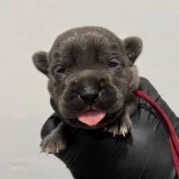 Gray Female 1 - Gray female Cane Corso puppy in Cashion, Oklahoma from APEXOK Cane Corsos LLC