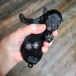 "1 day old" Yorkipoo Puppies from Gin and Stella's Adventures