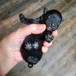 "1 day old" Yorkipoo Puppies from Gin and Stella's Adventures