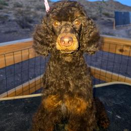 Mr. Potts - Red phantom male Aussiedoodle puppy in Dolan Springs, Arizona from High Desert Companions