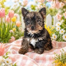 Scooby doo - Black and tan male Yorkshire Terrier puppy in Parma Heights, Ohio from ANGELHEARTS YORKIES and yorkie darlings