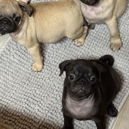 Pug Puppies from Texas Pugs